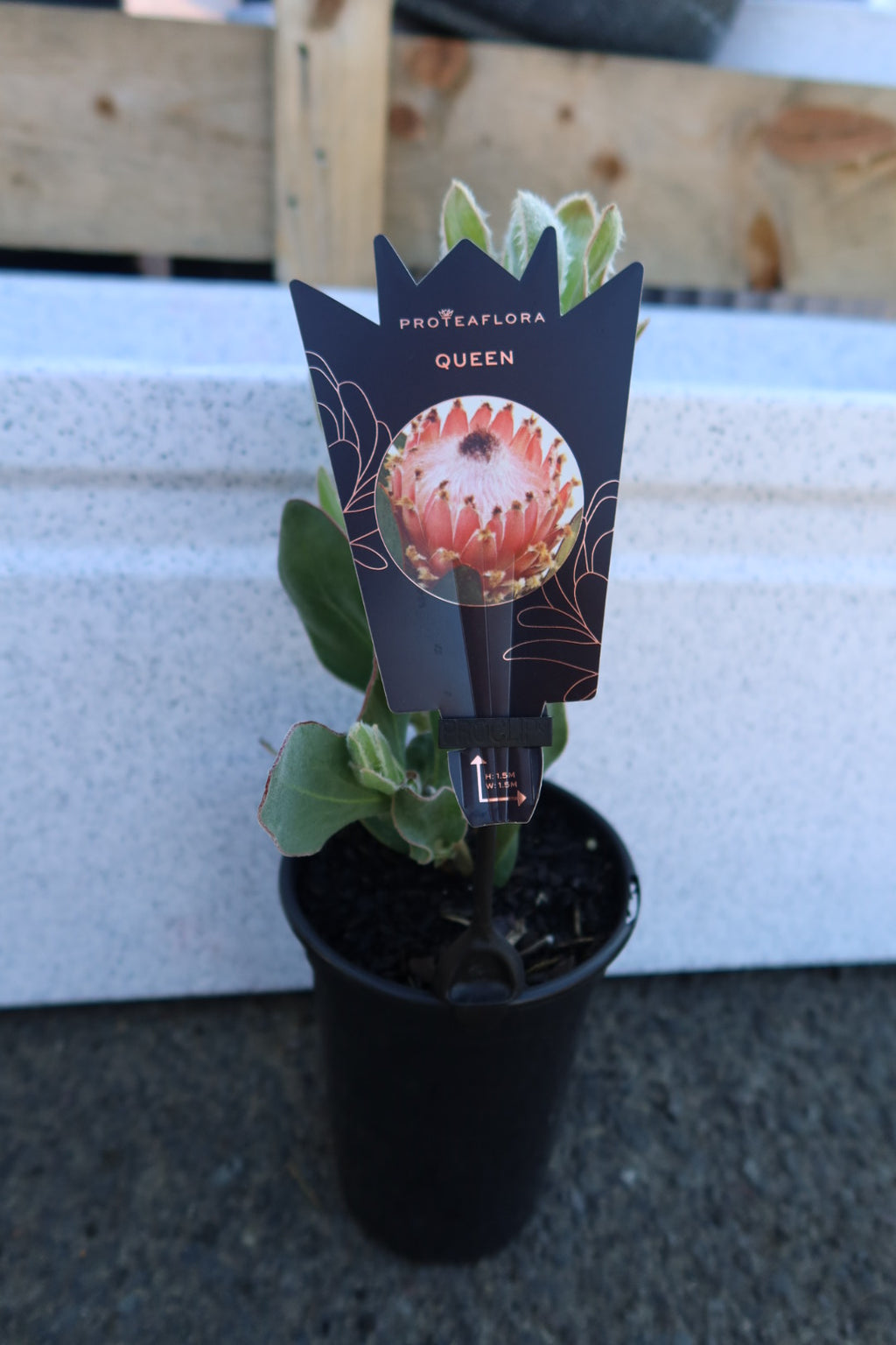 Protea ‘Queen’