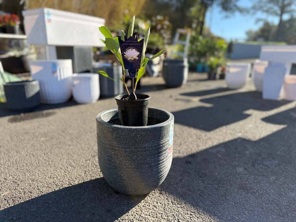 Ripper Pot Medium