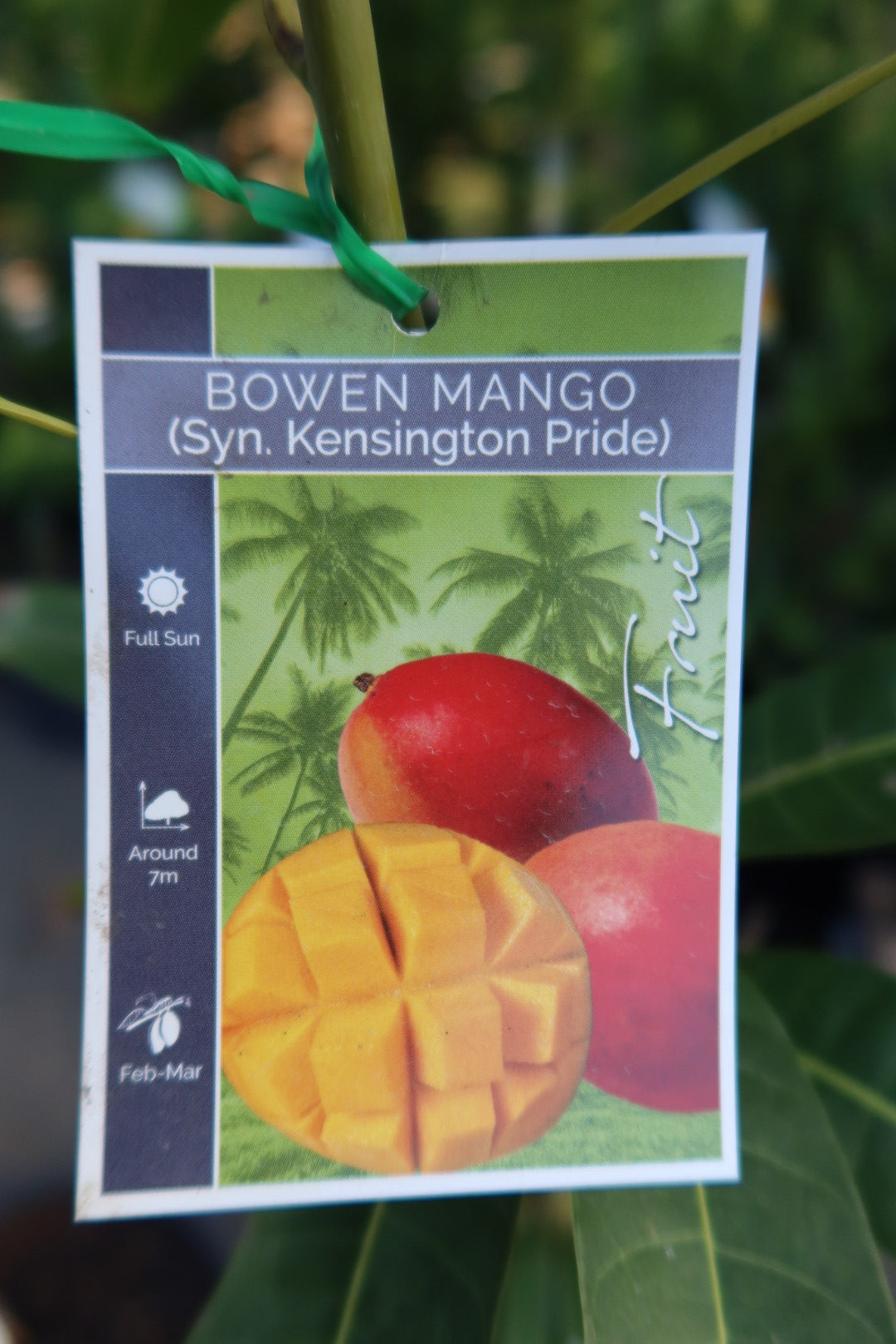 Mango ‘Kensington Pride’