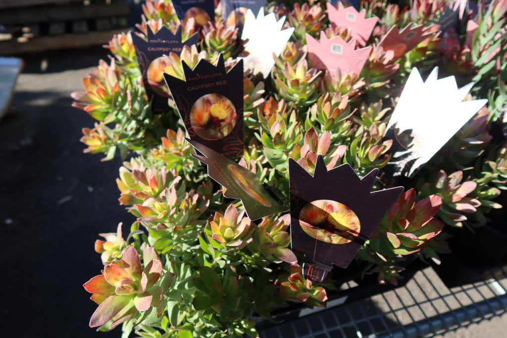 Protea ‘Calypso Red’