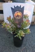 Protea ‘Calypso Red’
