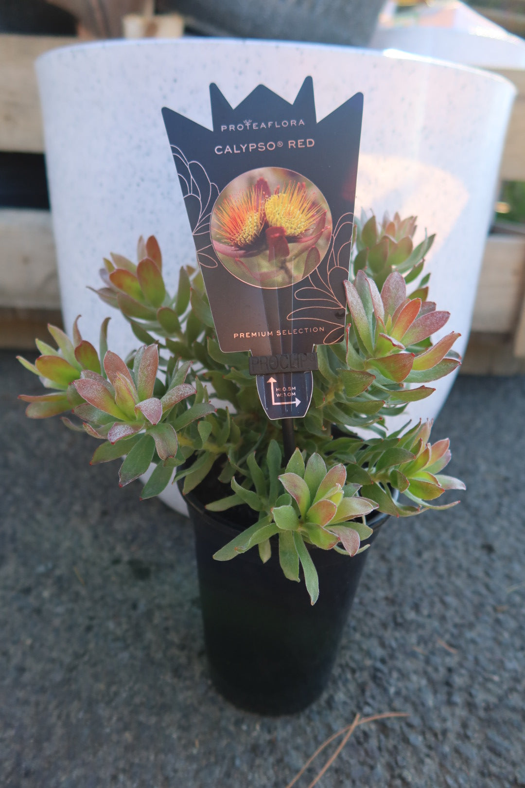 Protea ‘Calypso Red’