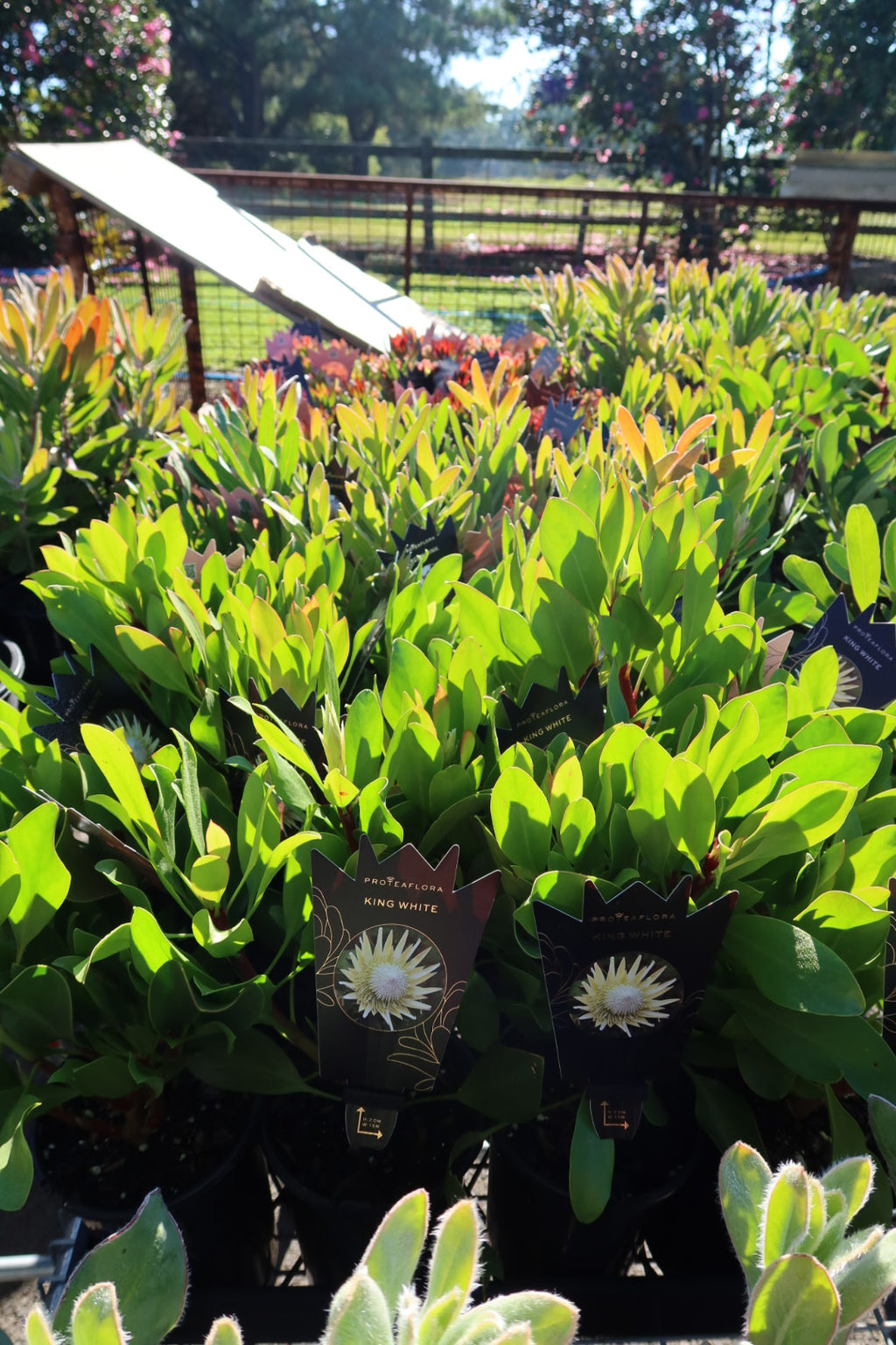 Protea ‘King White’