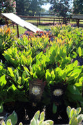 Protea ‘King White’