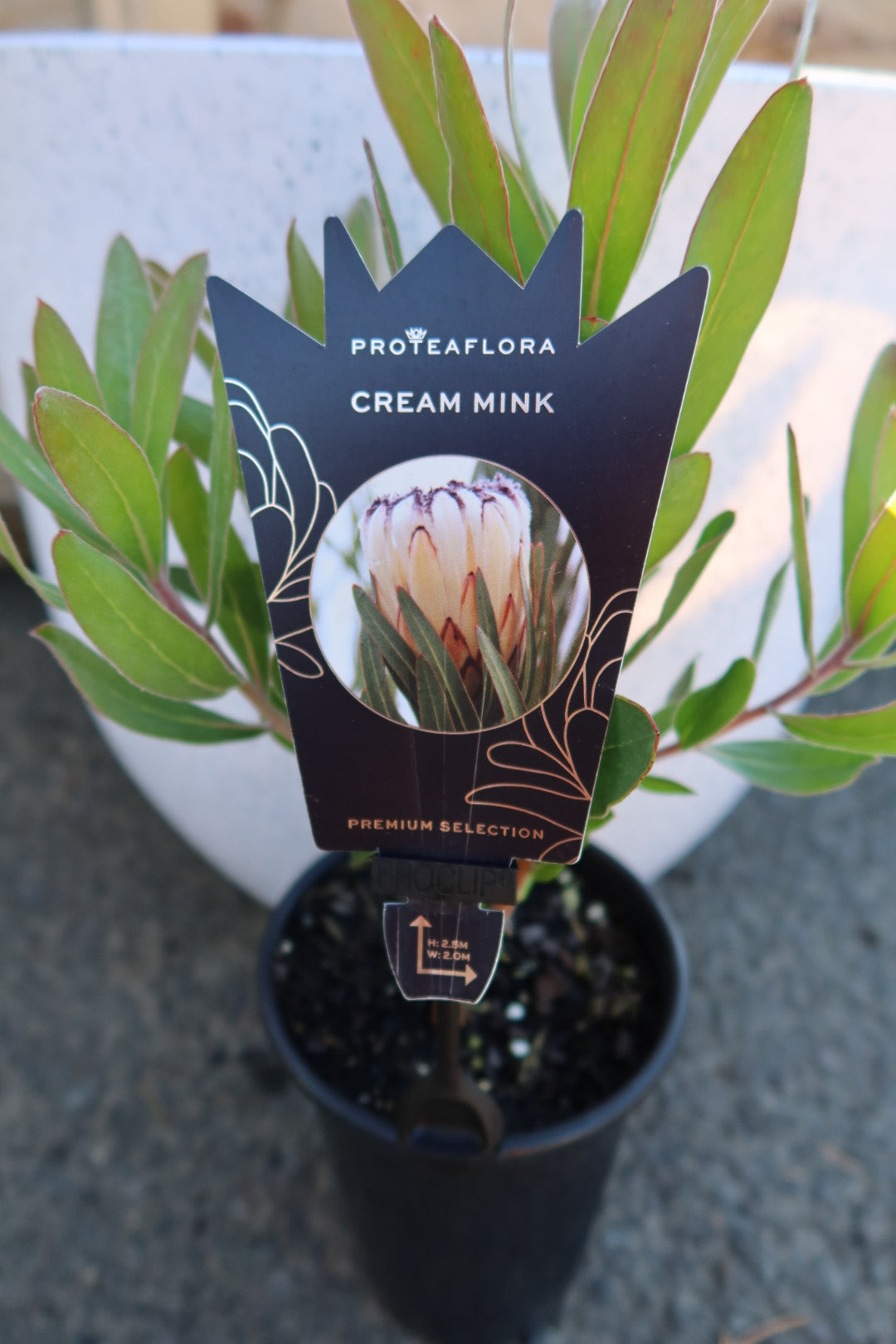 Protea ‘Cream Milk’