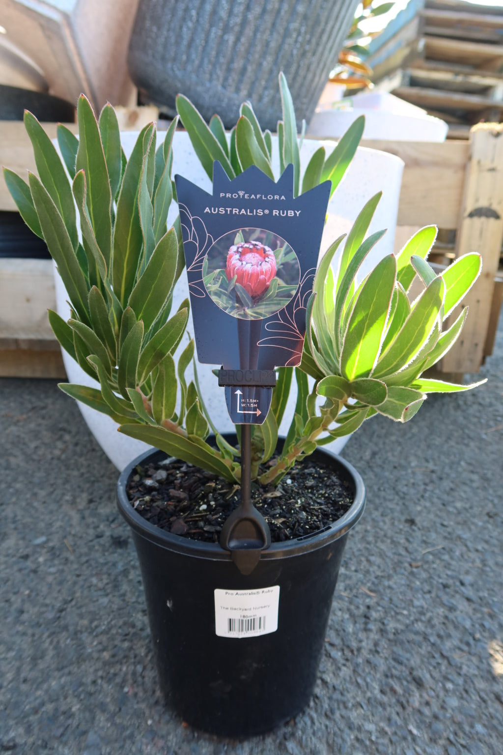 Australis ‘Ruby’