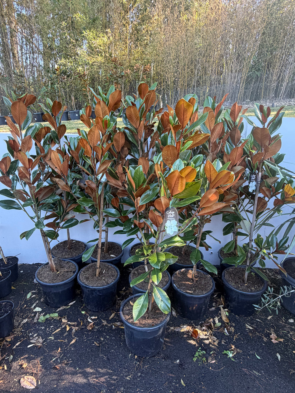 Magnolia ‘Coolwyn Gloss’