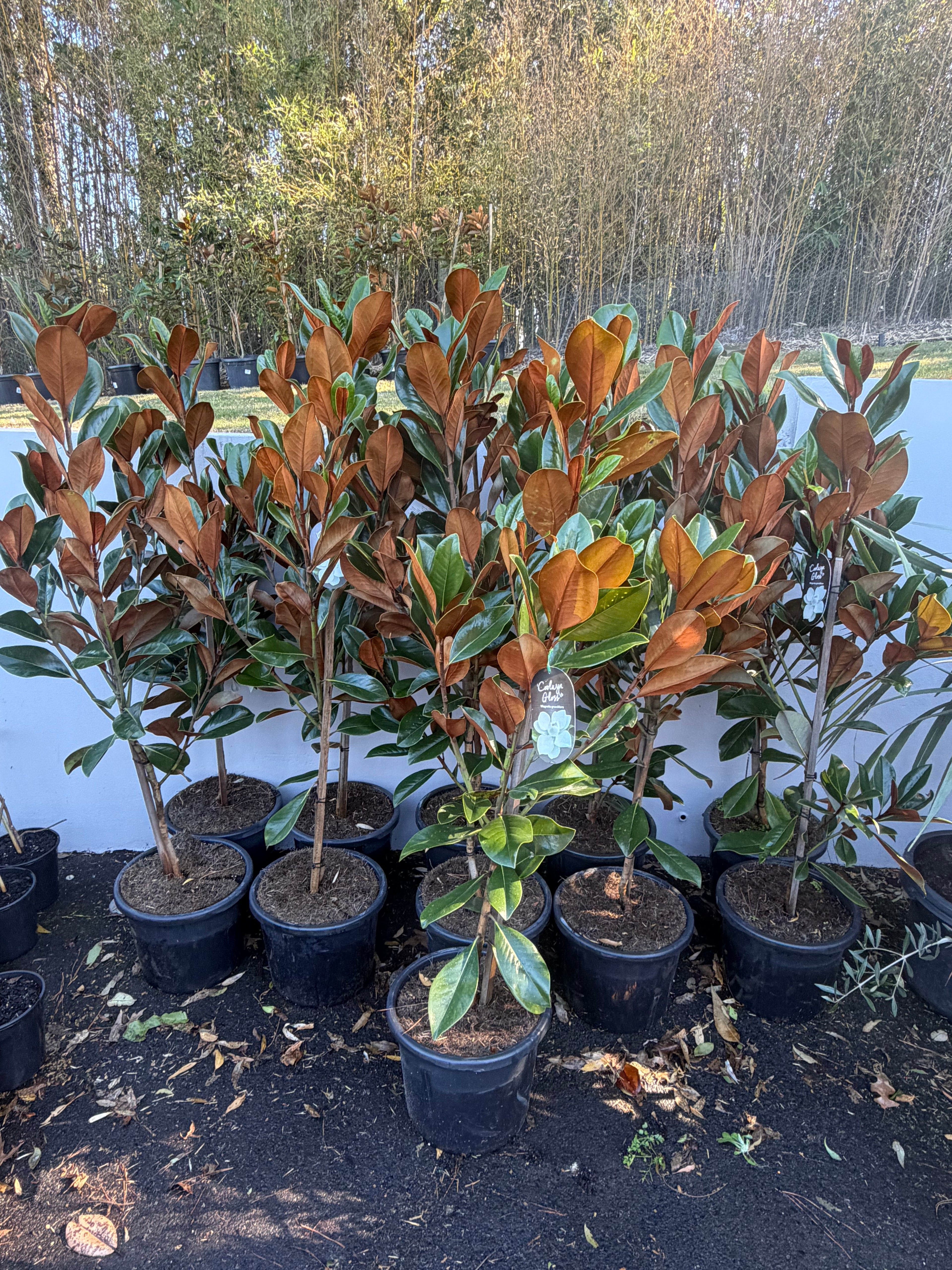 Magnolia ‘Coolwyn Gloss’