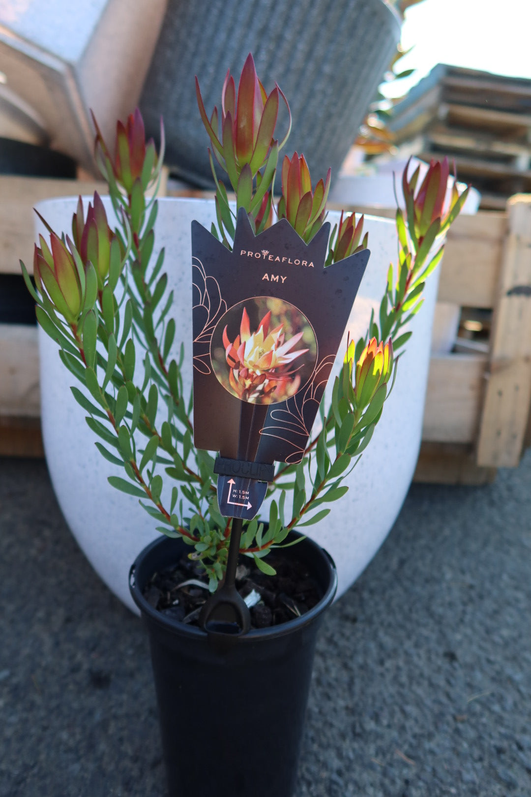 Protea ‘Amy’