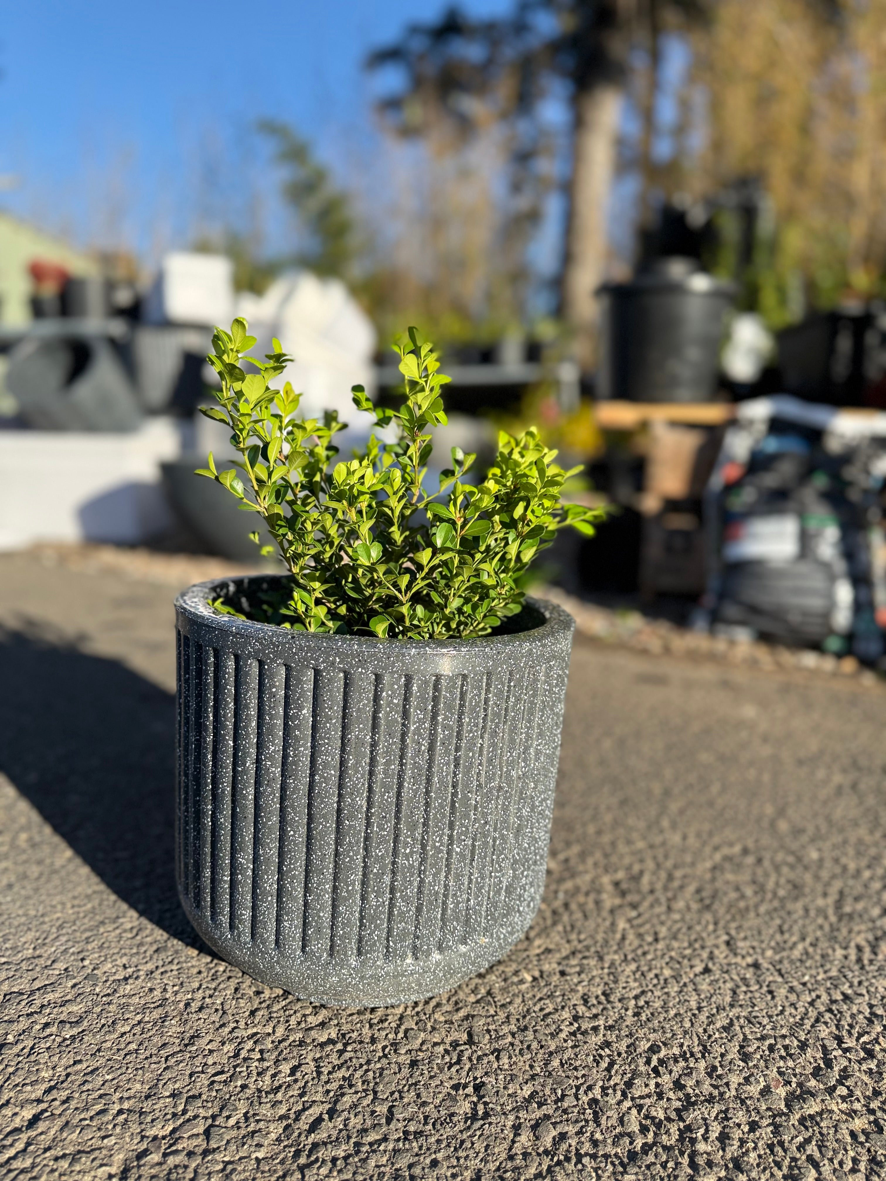 15inch Cosmic Pot (Small)