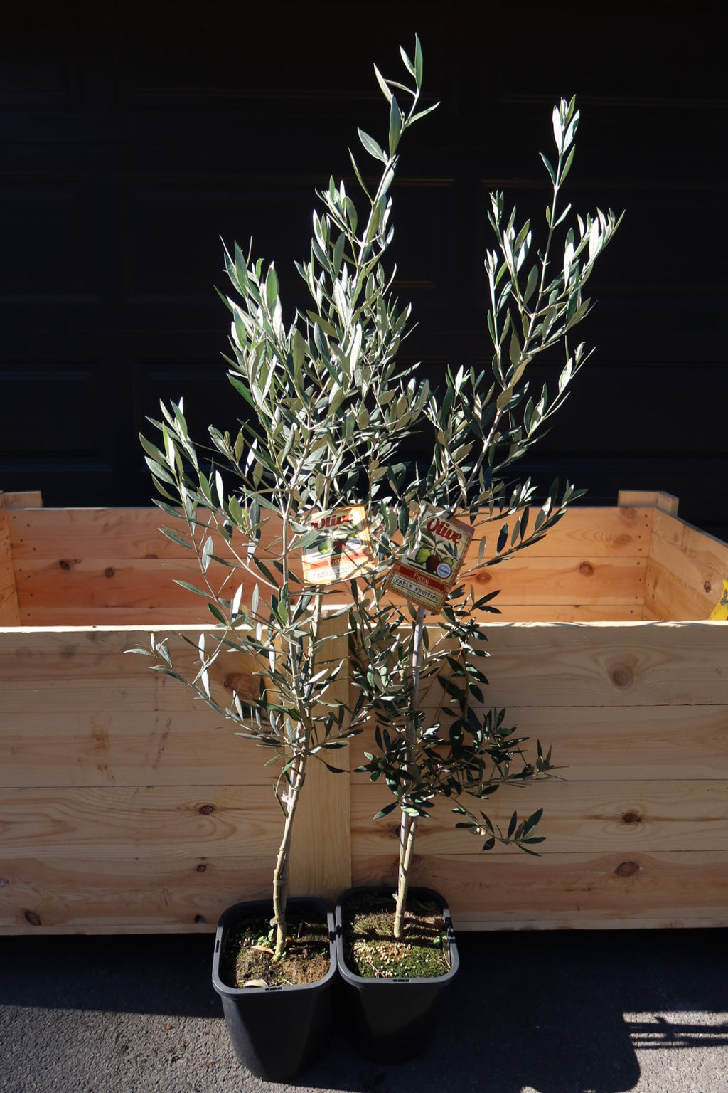 Olive Tree ‘Picual’