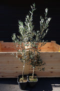 Olive Tree ‘Picual’