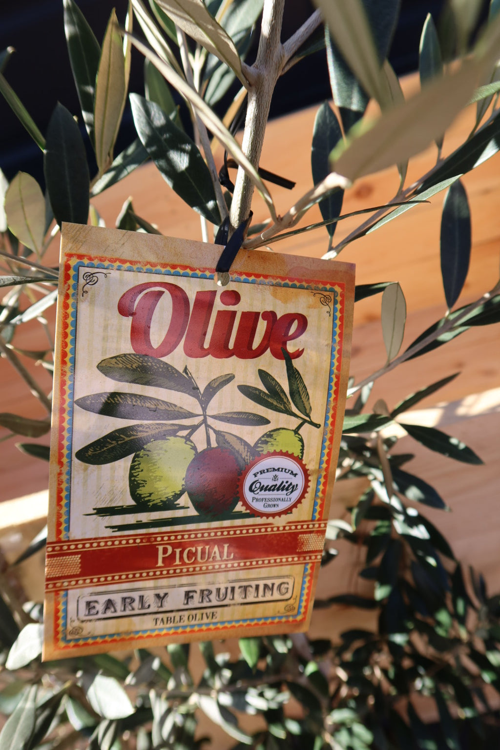 Olive Tree ‘Picual’