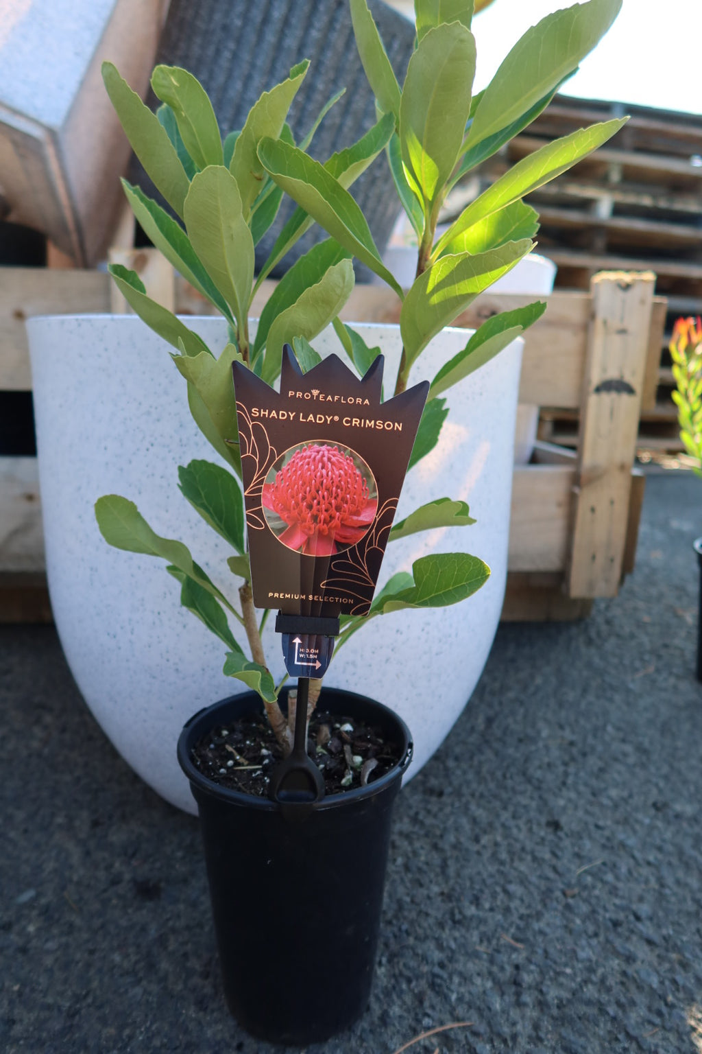 Waratah ‘Shady Lady Crimson’
