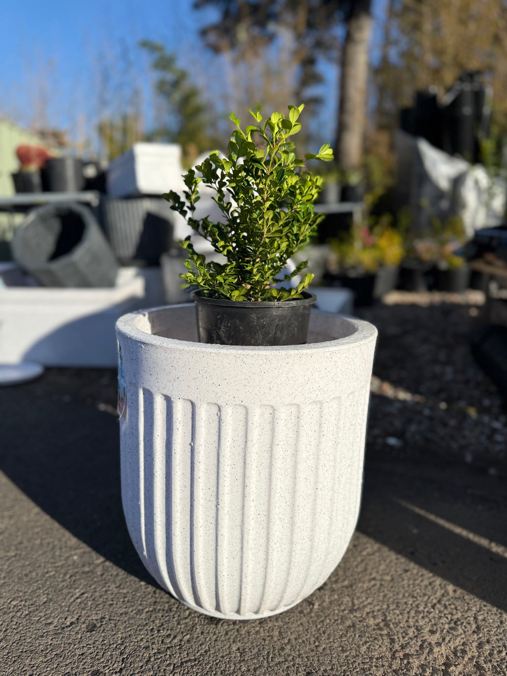 Egg Shaped Pot (Medium Size)