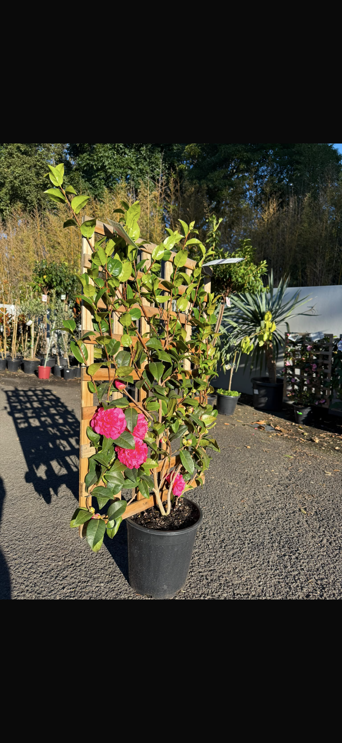 Camellia Debbie Espalier