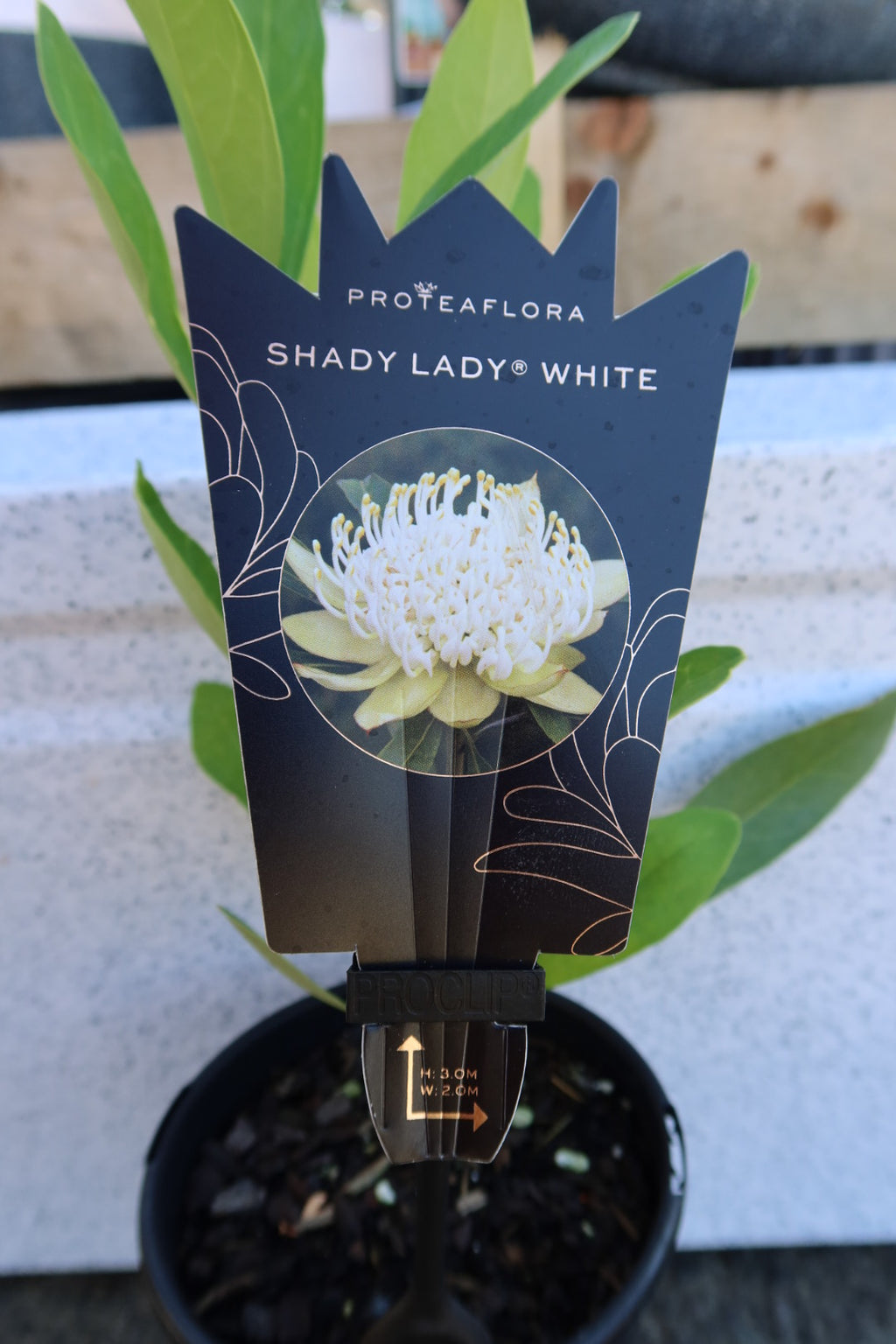 Waratah ‘Shady Lady White’