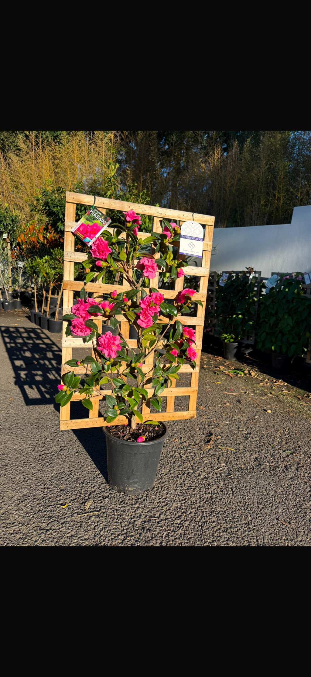 Camellia Pinktastic Espalier