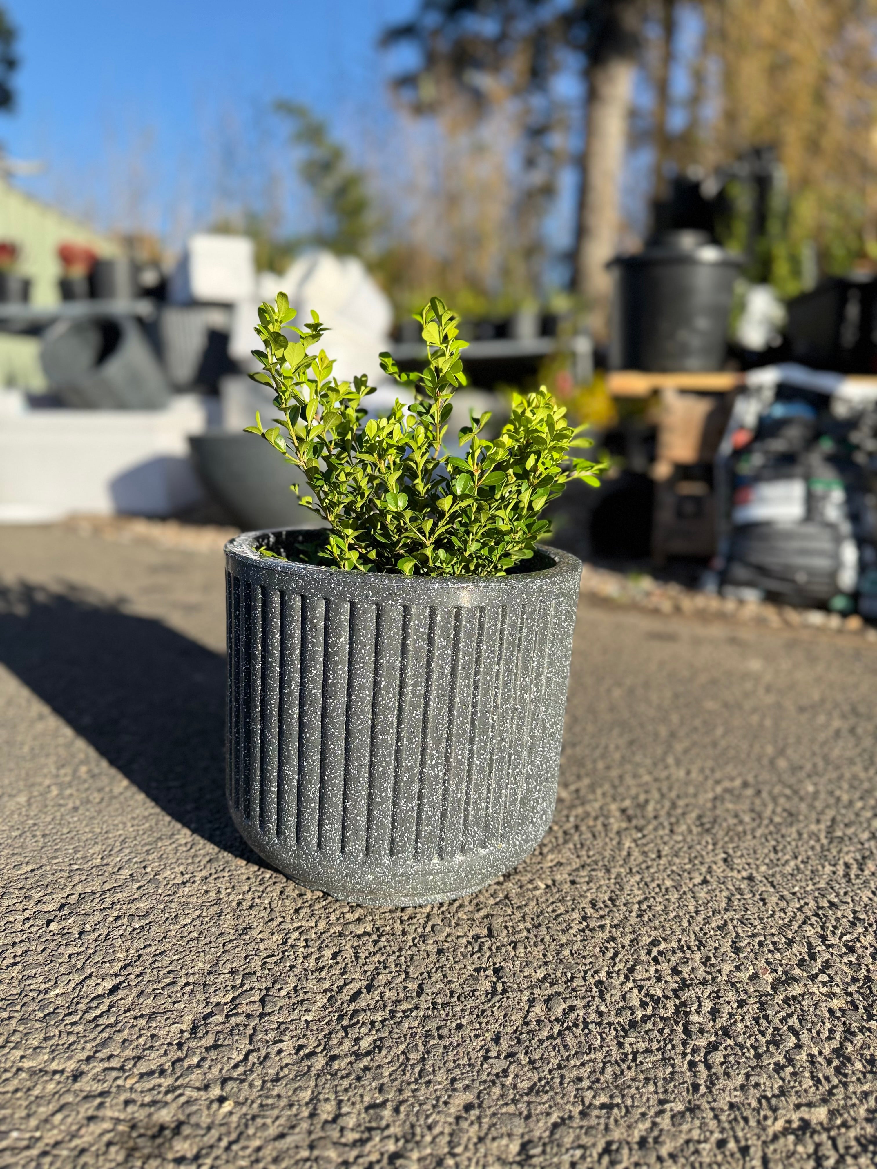 15inch Cosmic Pot (Small)