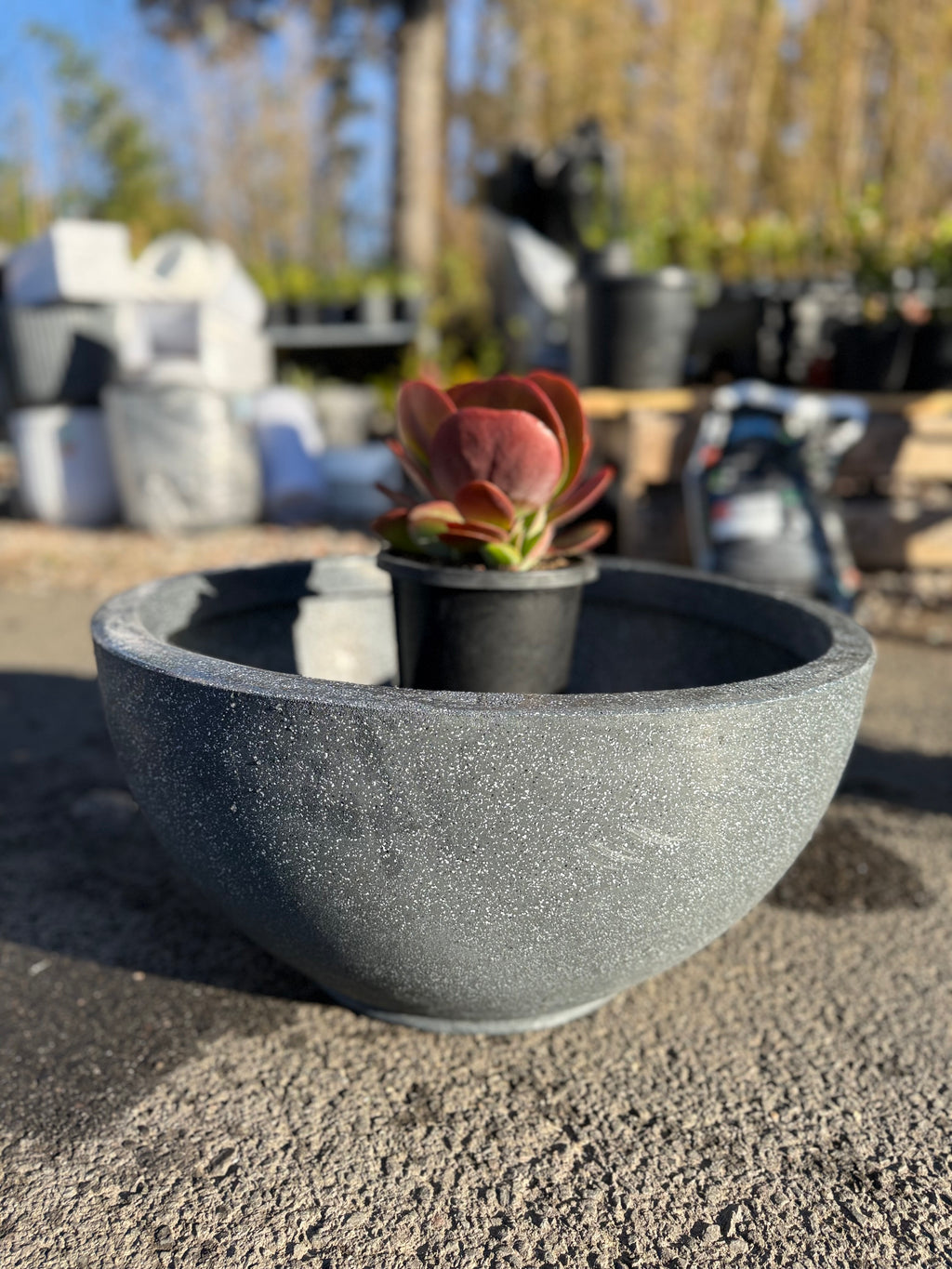 Bowl Planter Pot