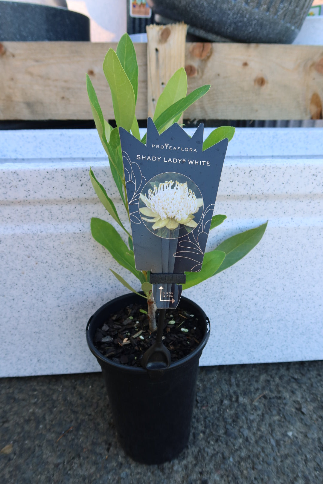 Waratah ‘Shady Lady White’