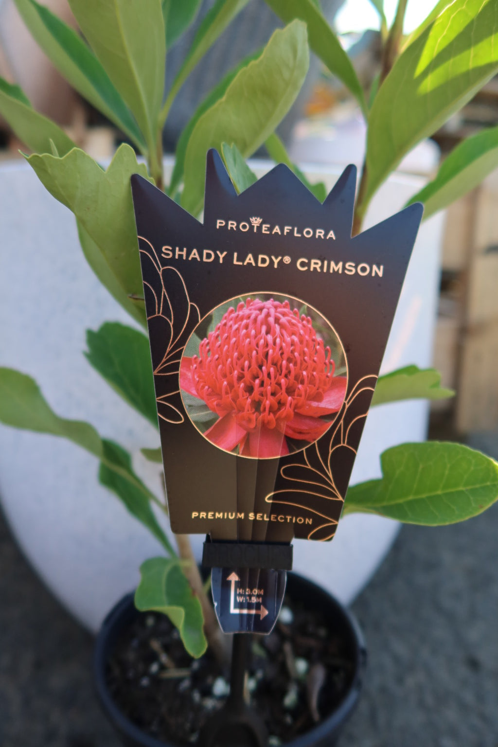 Waratah ‘Shady Lady Crimson’