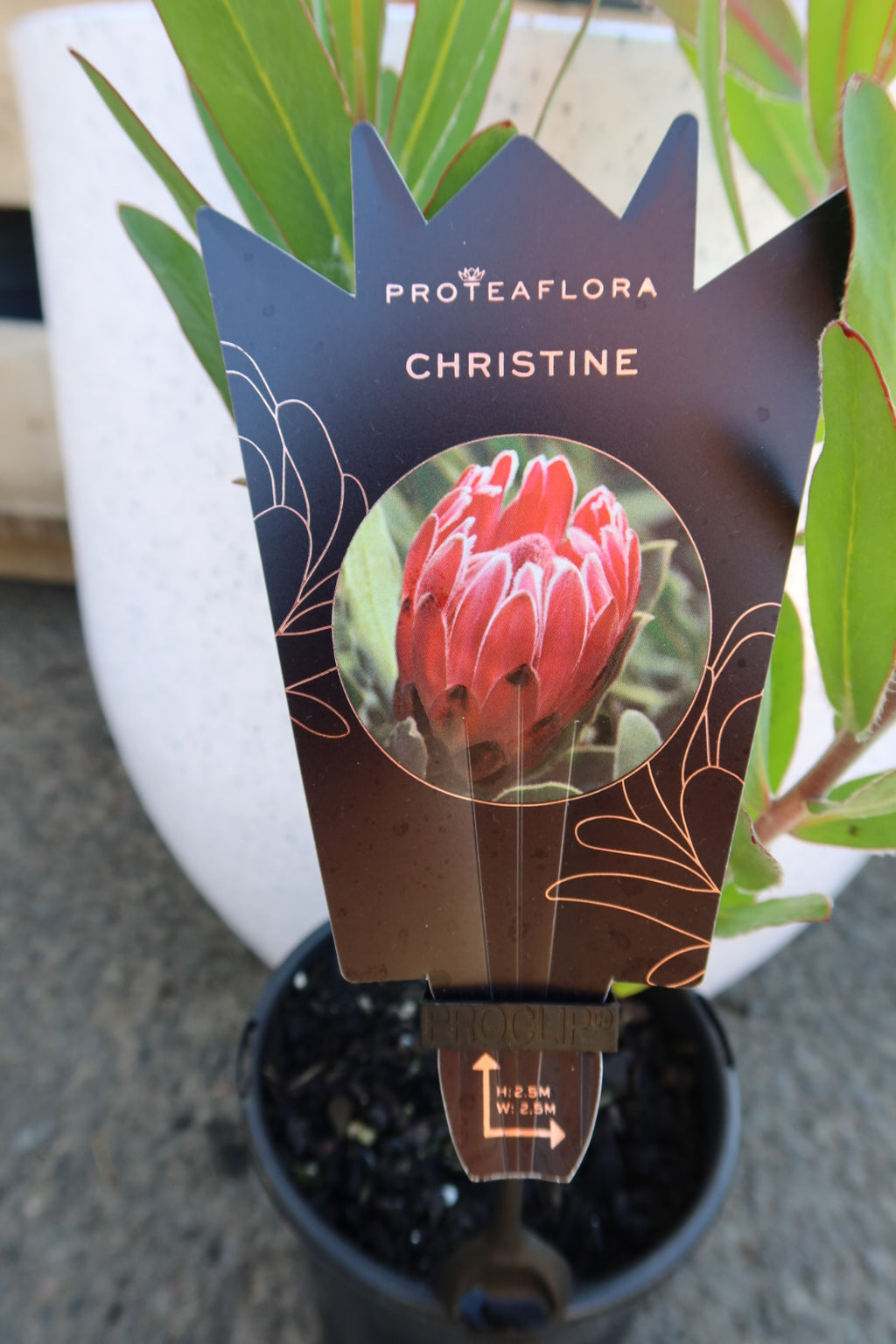 Protea ‘Christine’