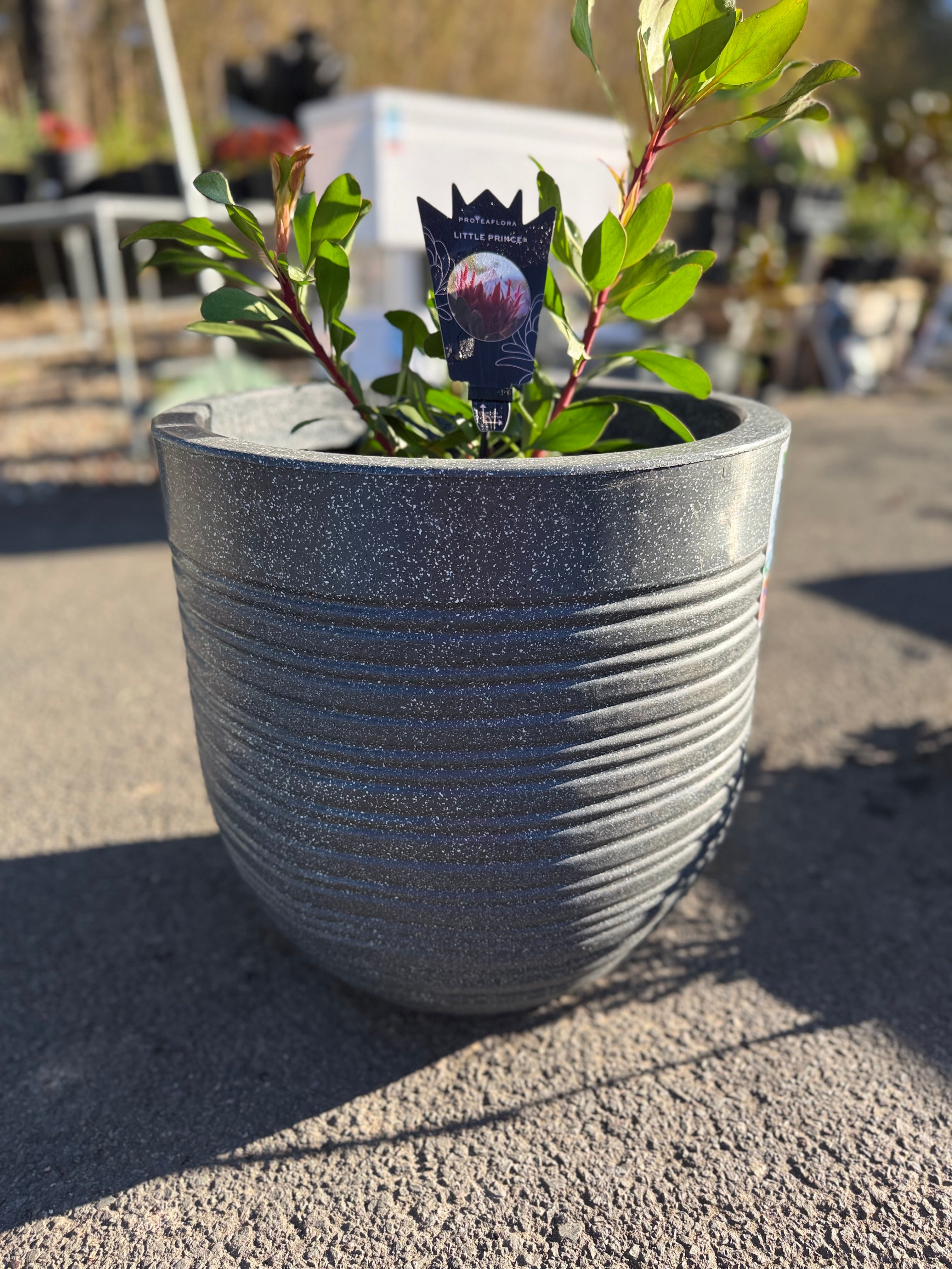 Ripper Pot Medium