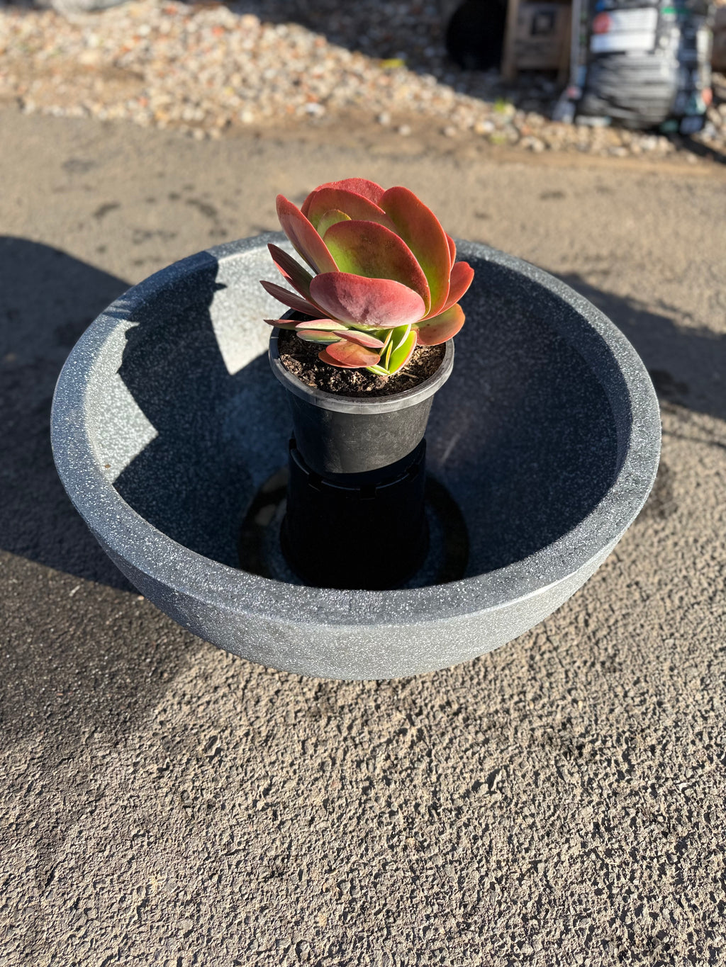 Bowl Planter Pot