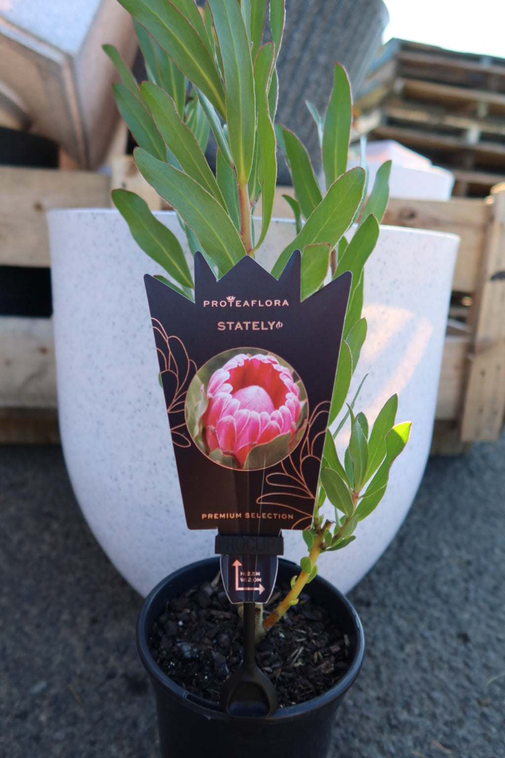 Protea ‘Stately’