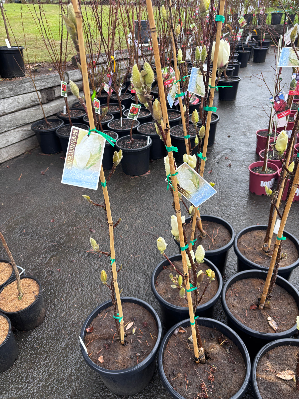 Magnolia Denudata - Yulan Magnolia
