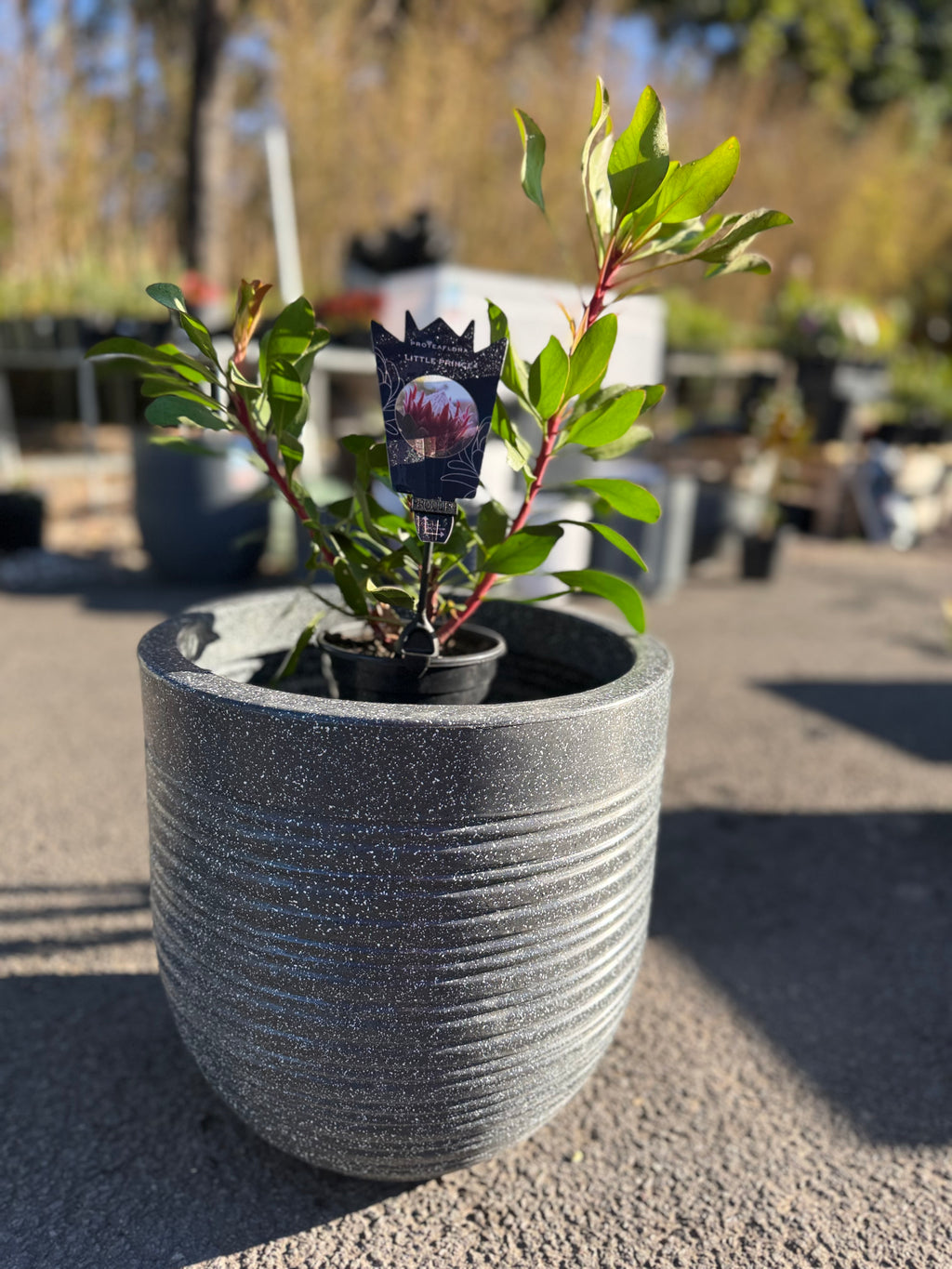 Ripper Pot Medium