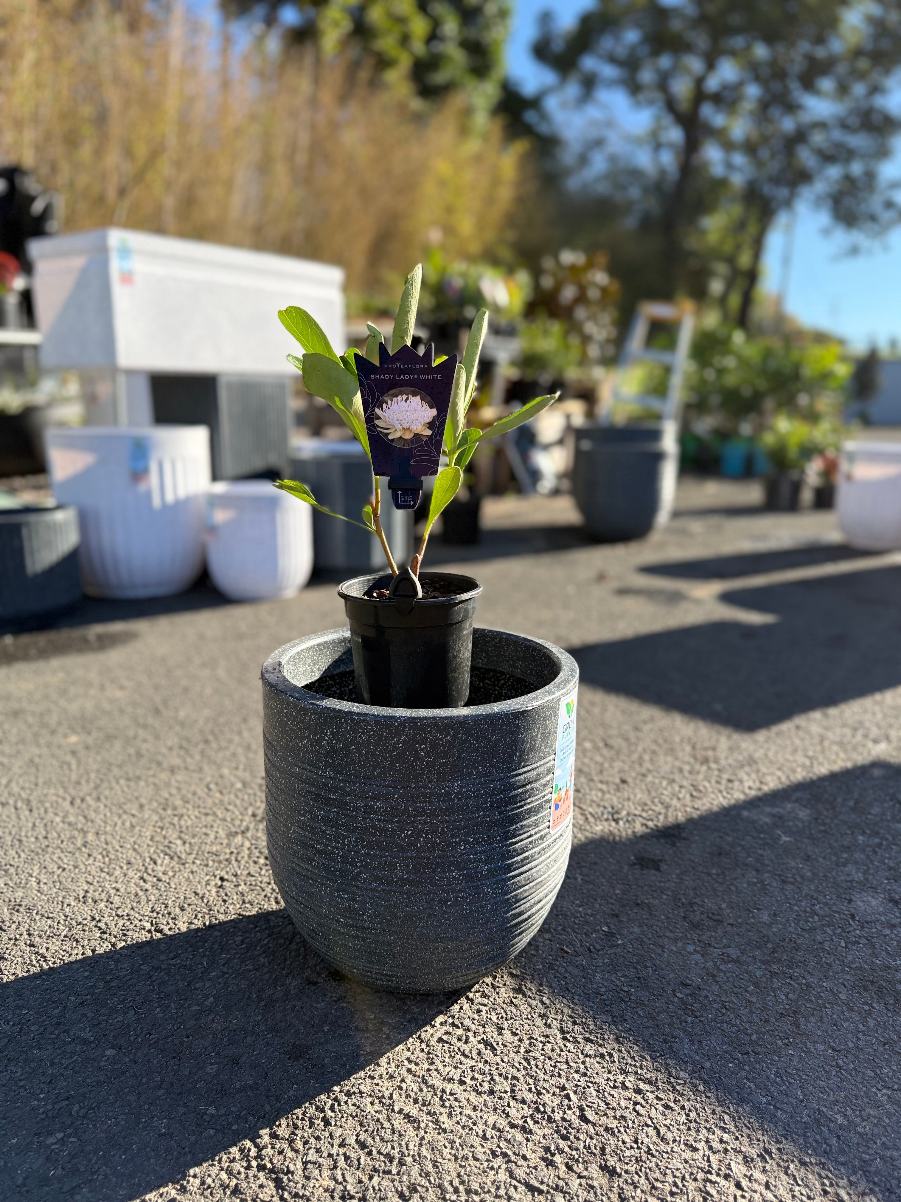 Ripper Pot Medium