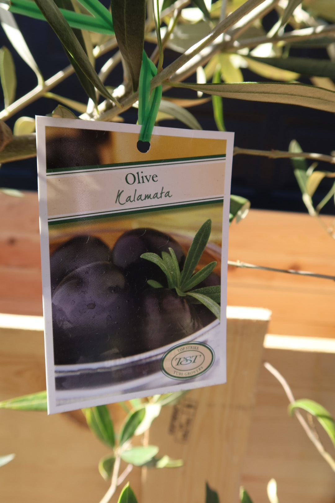 Olive Tree ‘Kalamata’ 🫒