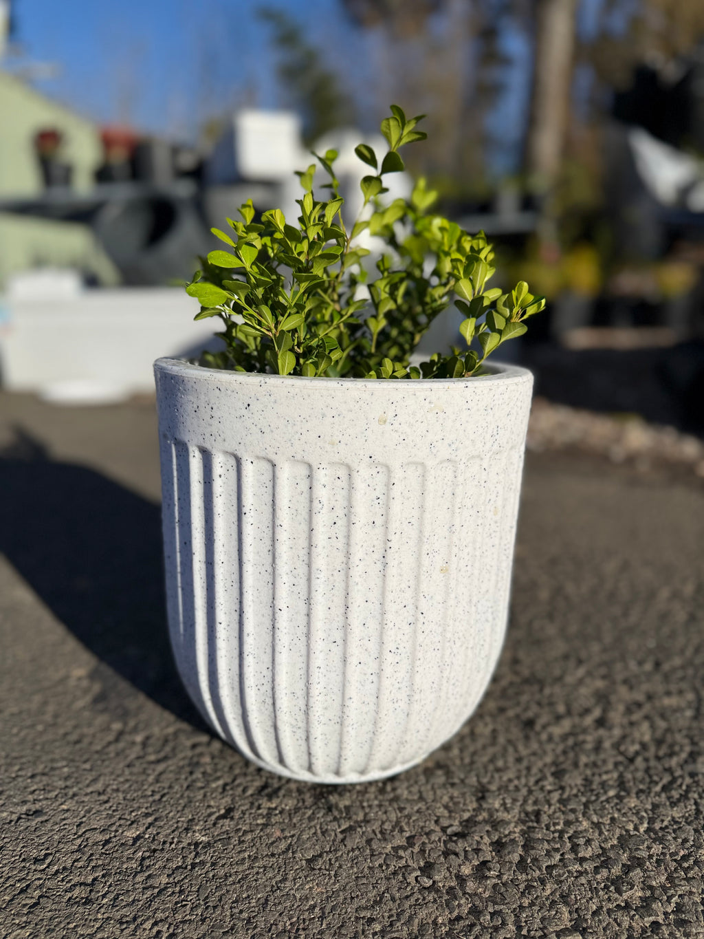Egg Shaped Pot (Small Size)