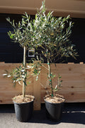 Olive Tree ‘Kalamata’ 🫒