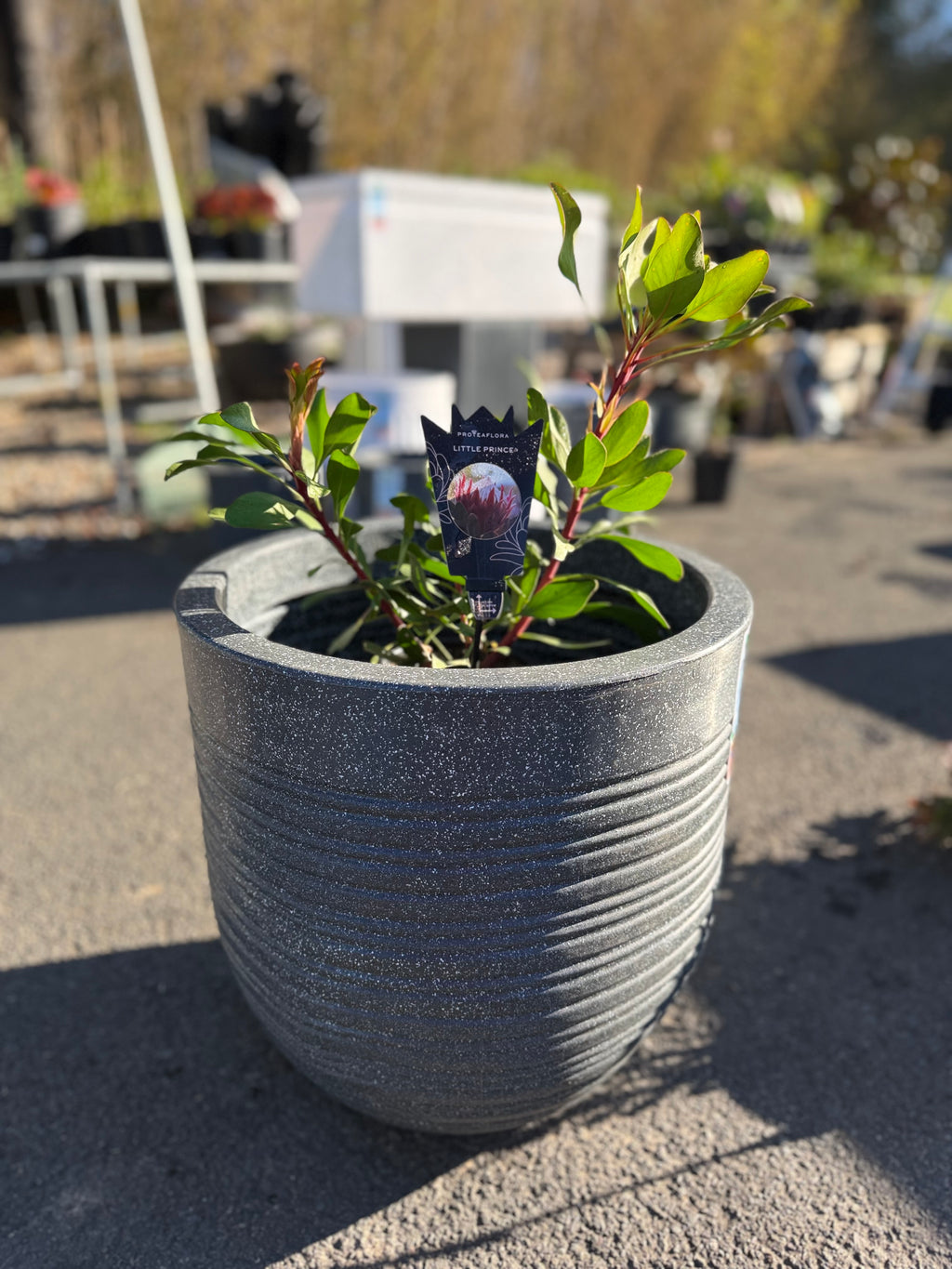 Ripper Pot Medium