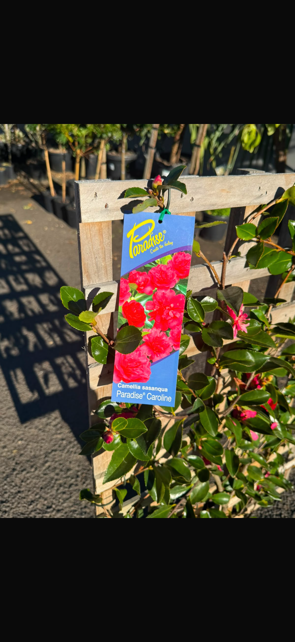 Camellia Sasanqua Espalier