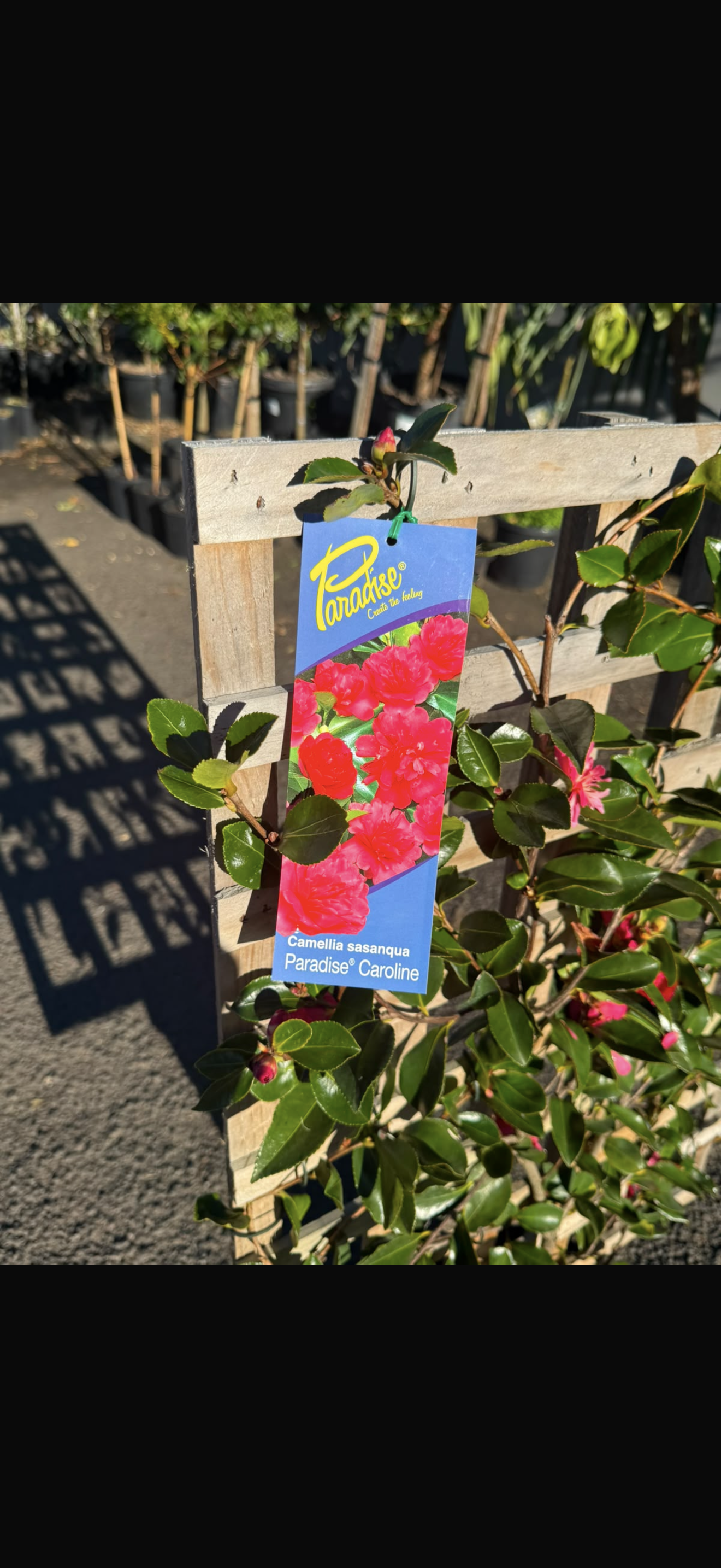 Camellia Sasanqua Espalier