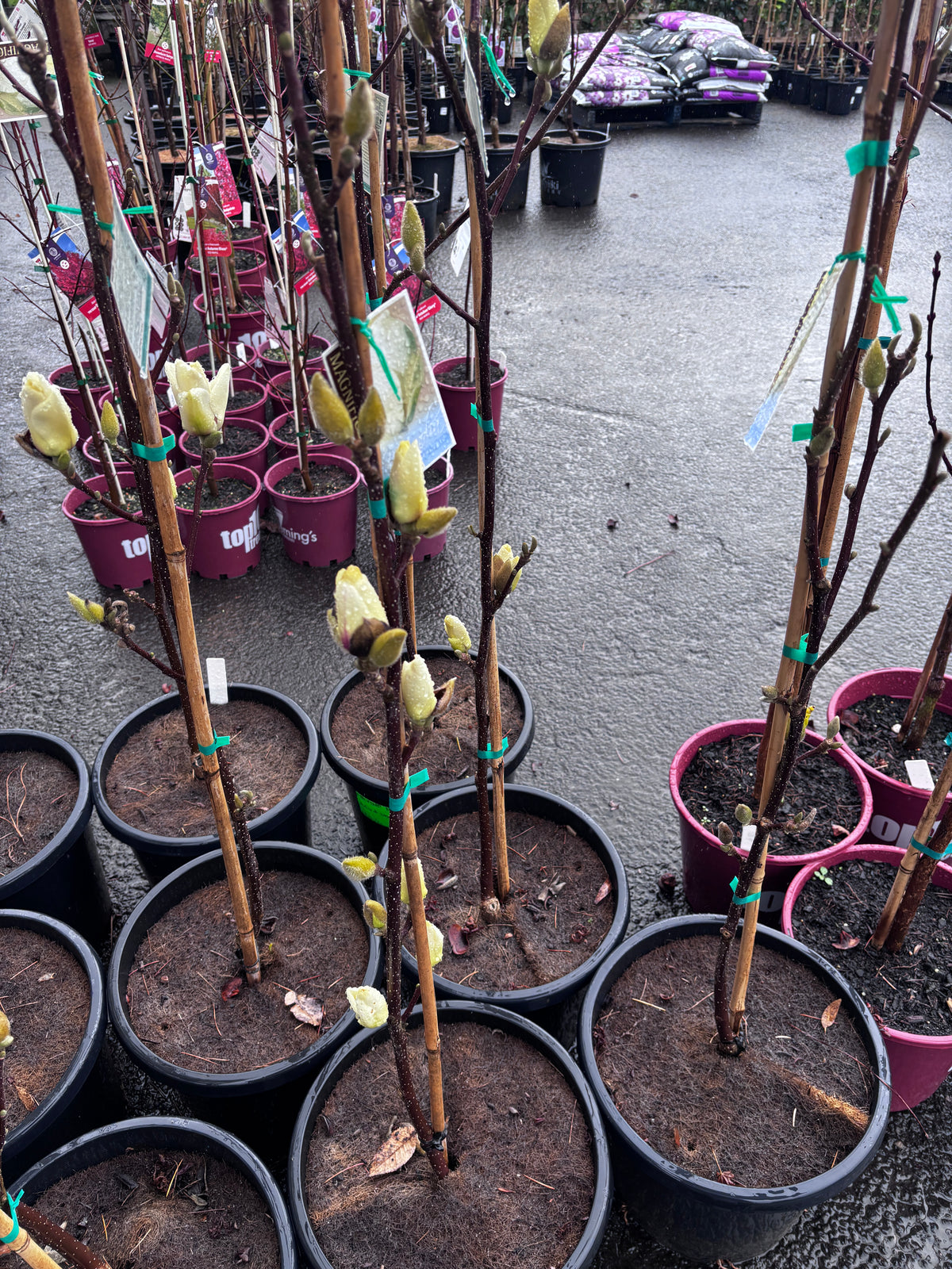 Magnolia Denudata - Yulan Magnolia