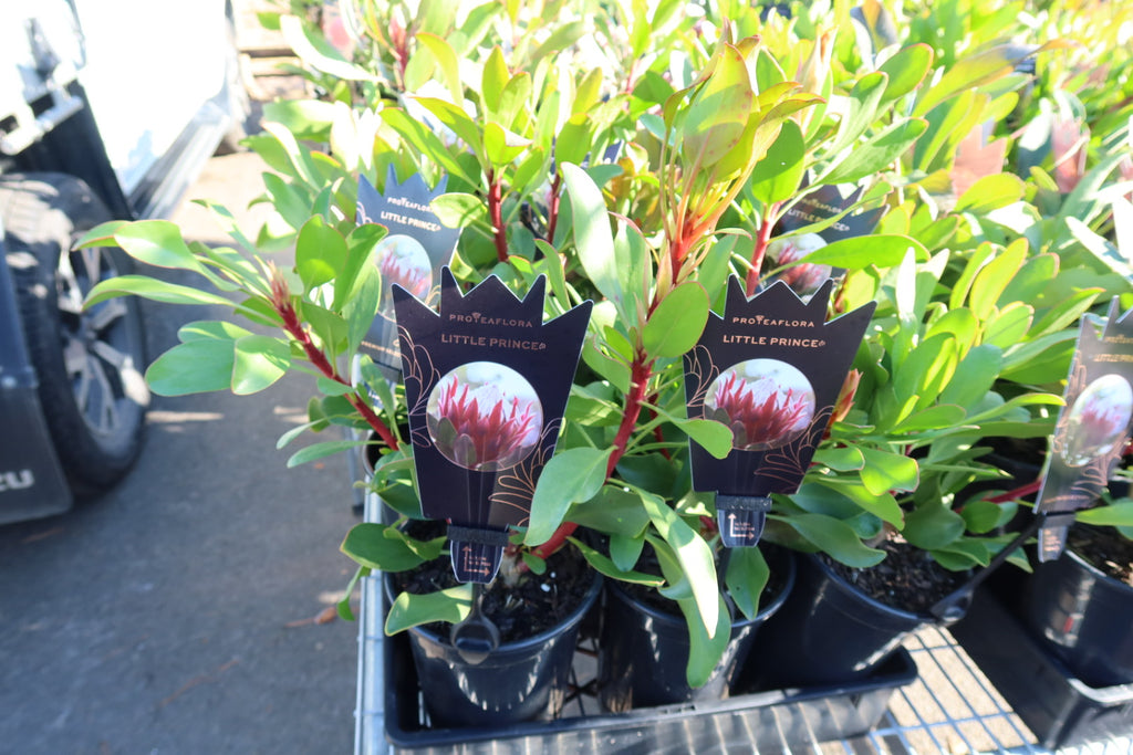Protea ‘Little Prince’