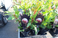 Protea ‘Little Prince’