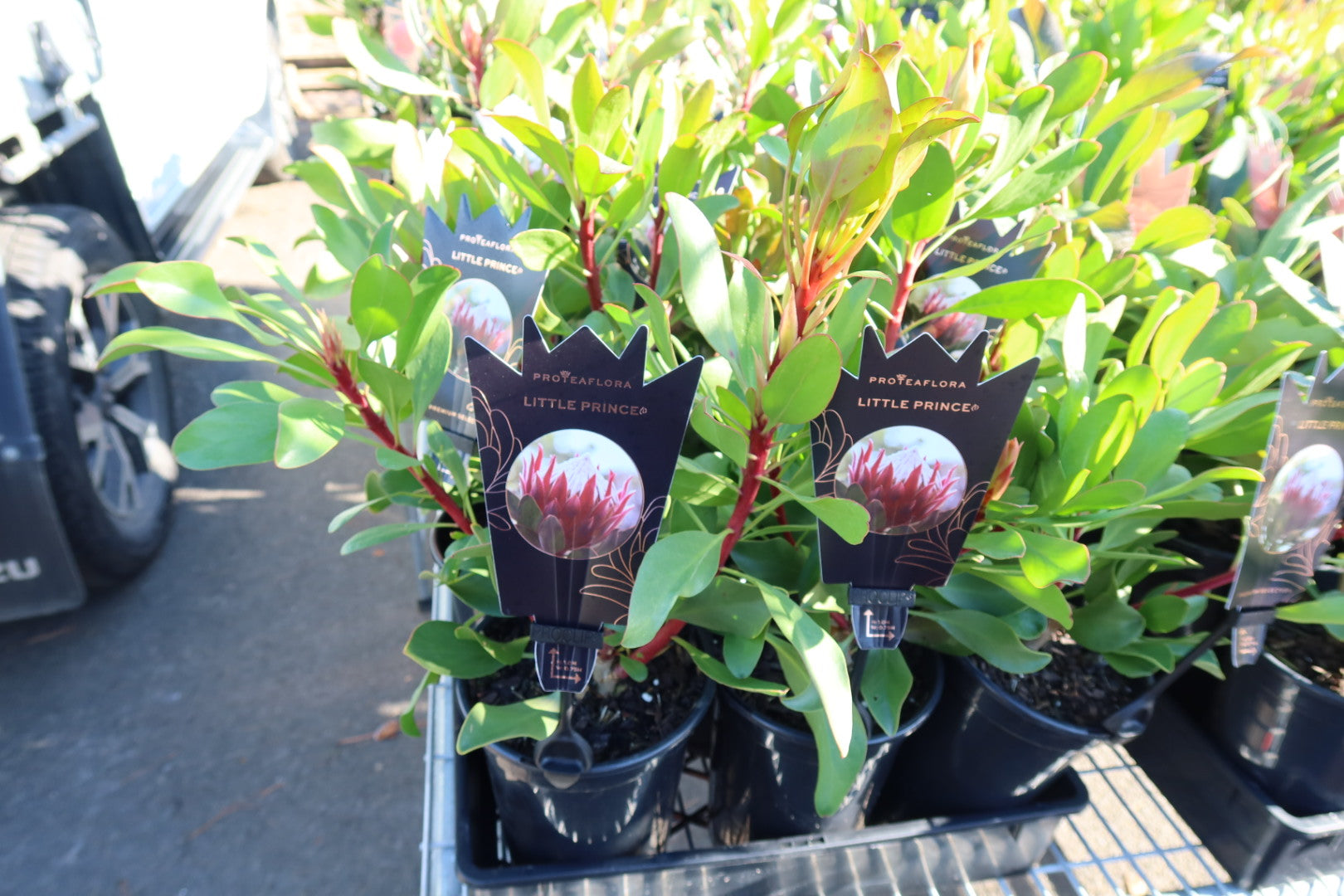 Protea ‘Little Prince’