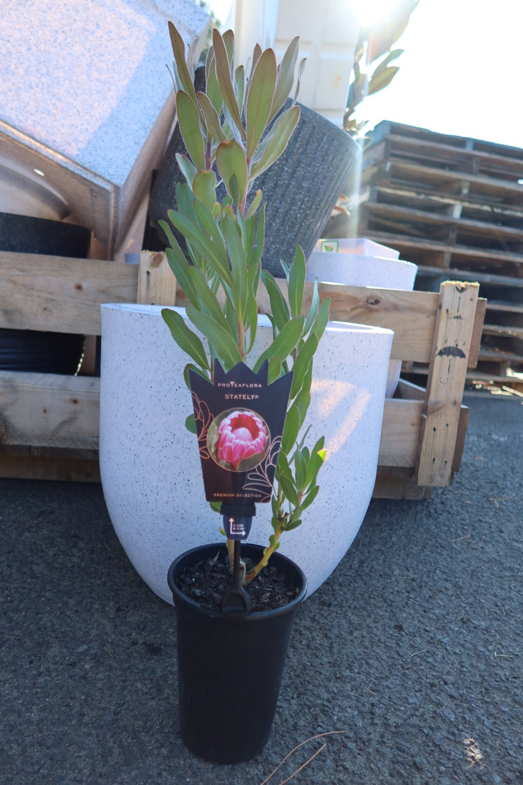 Protea ‘Stately’