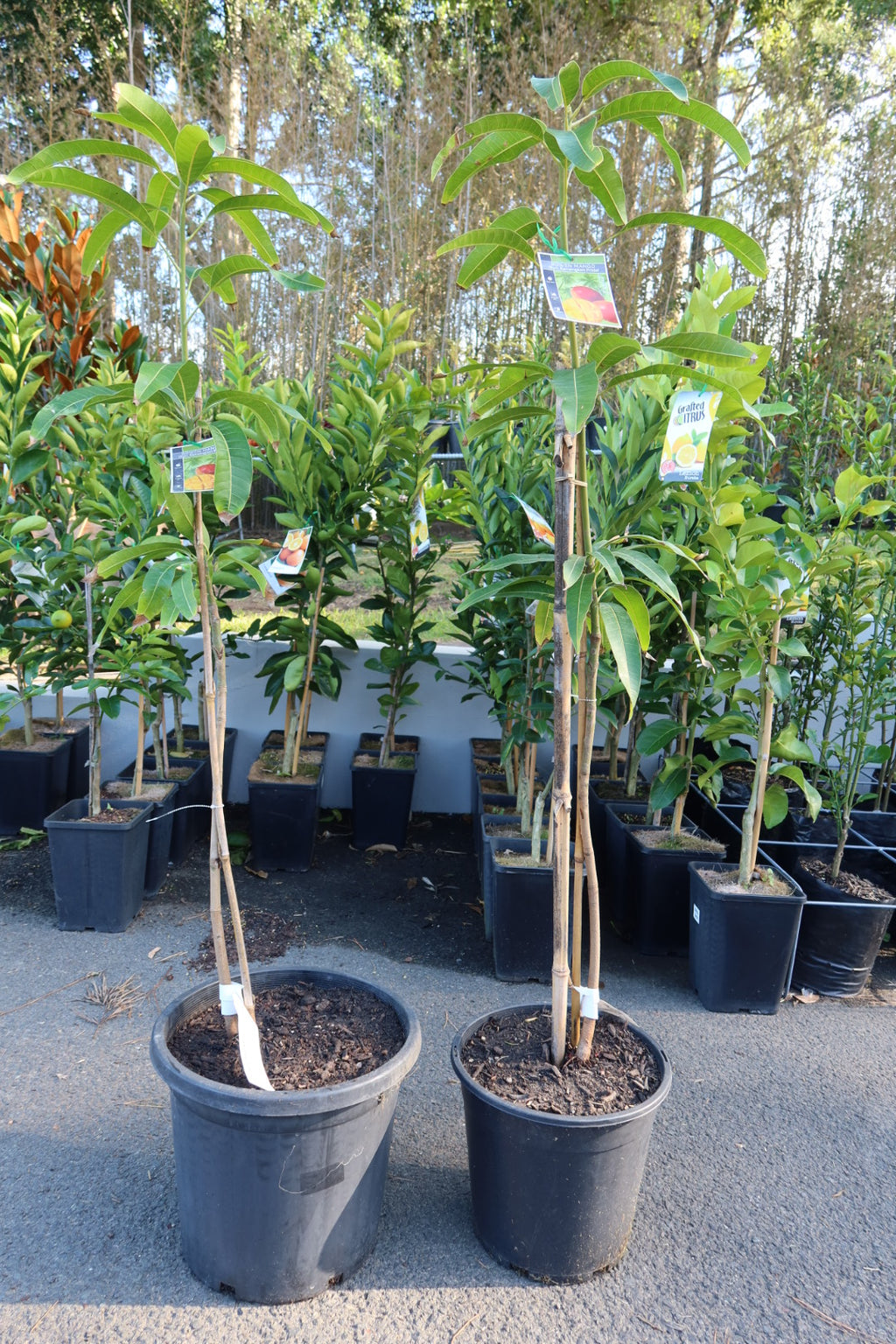 Mango ‘Kensington Pride’