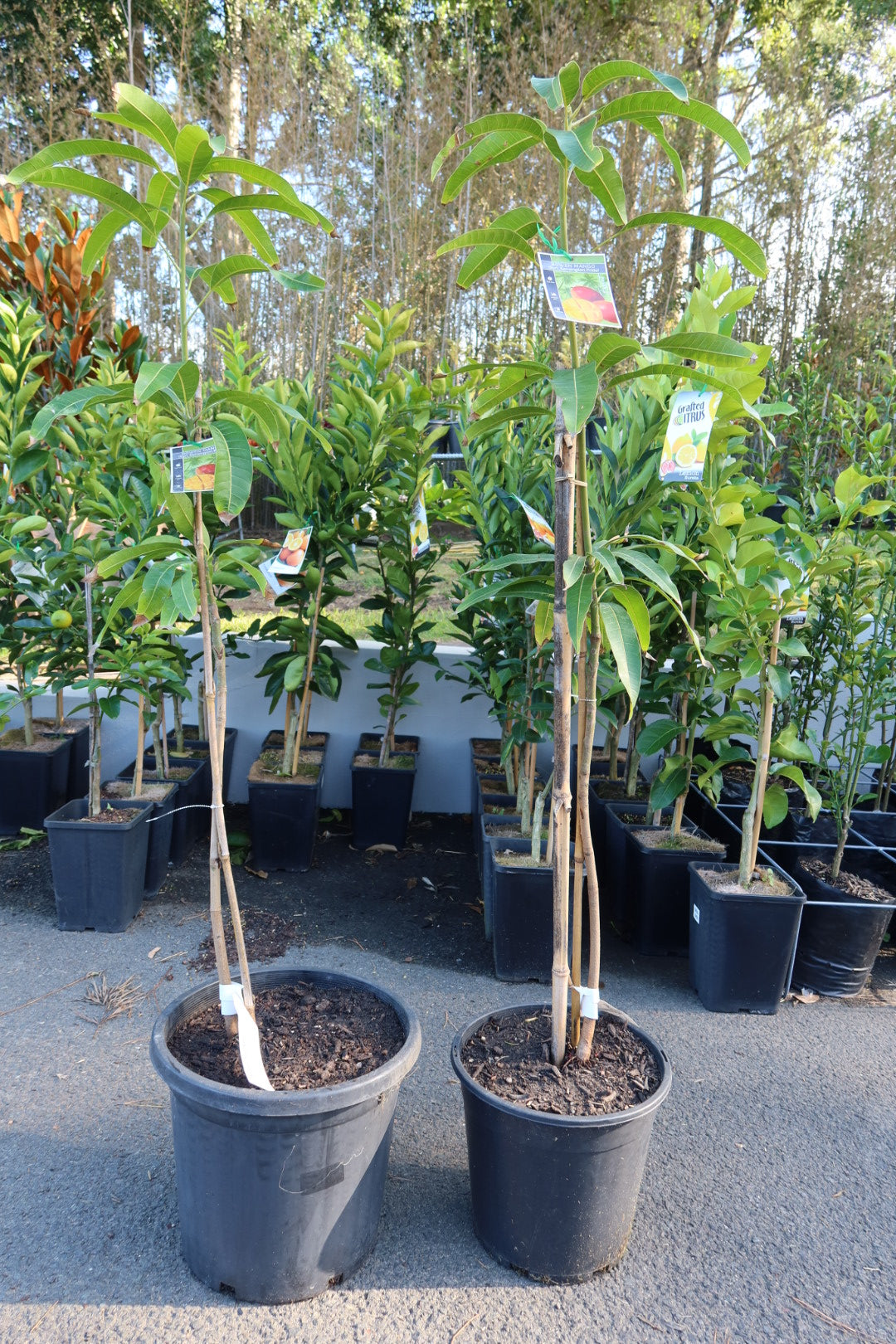 Mango ‘Kensington Pride’