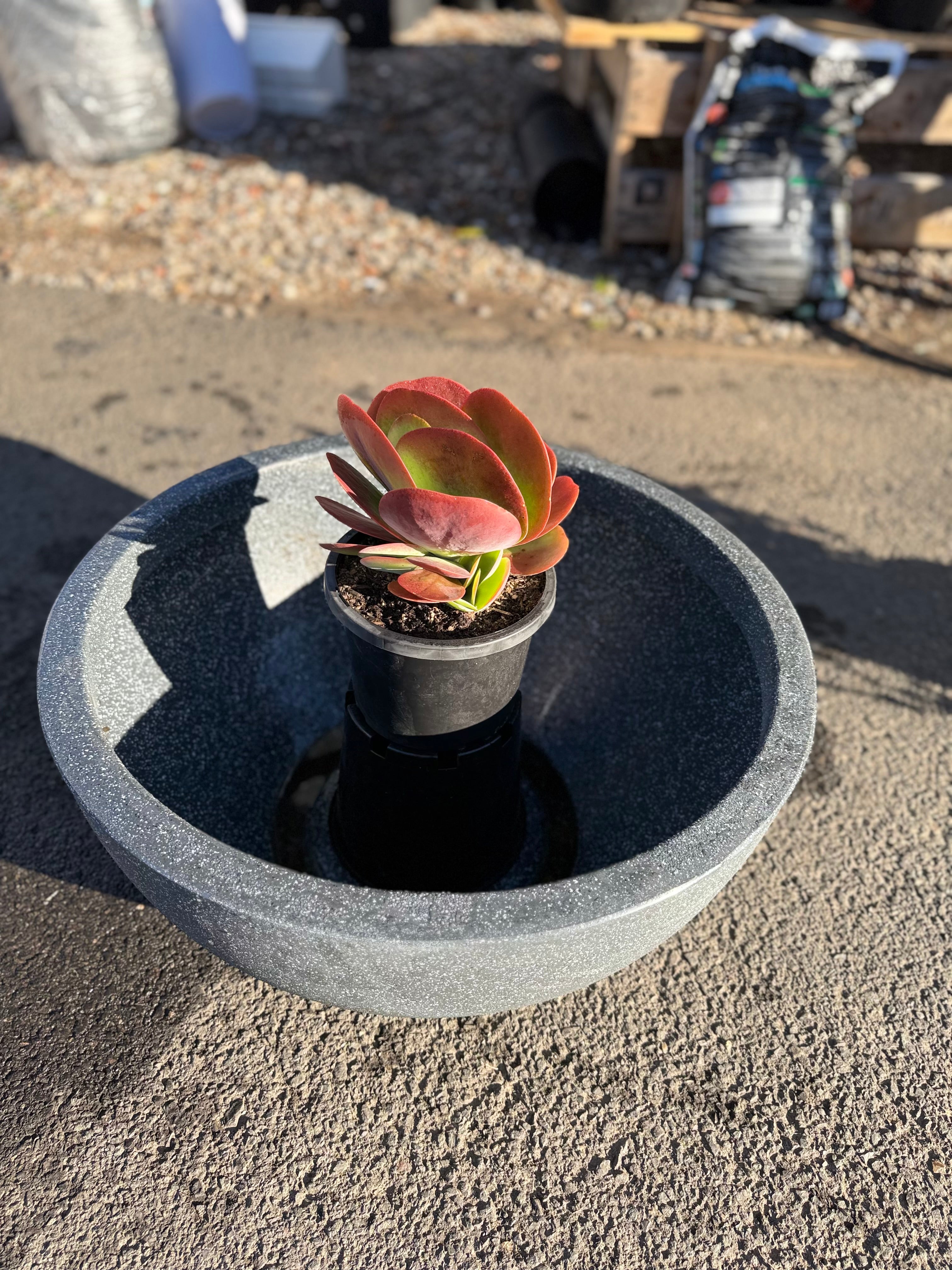 Bowl Planter Pot