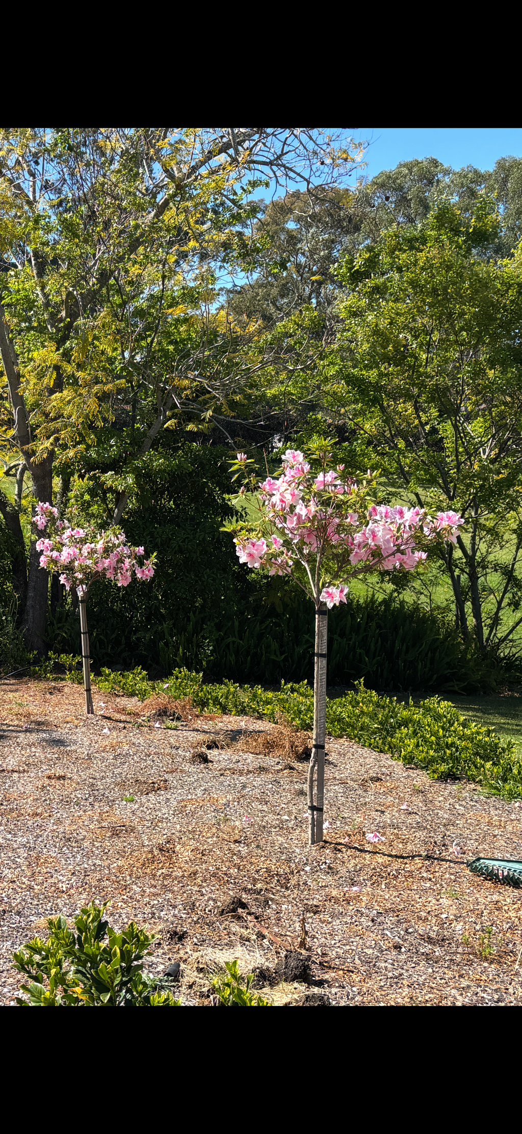 Azalea ‘Alphonse Anderson’