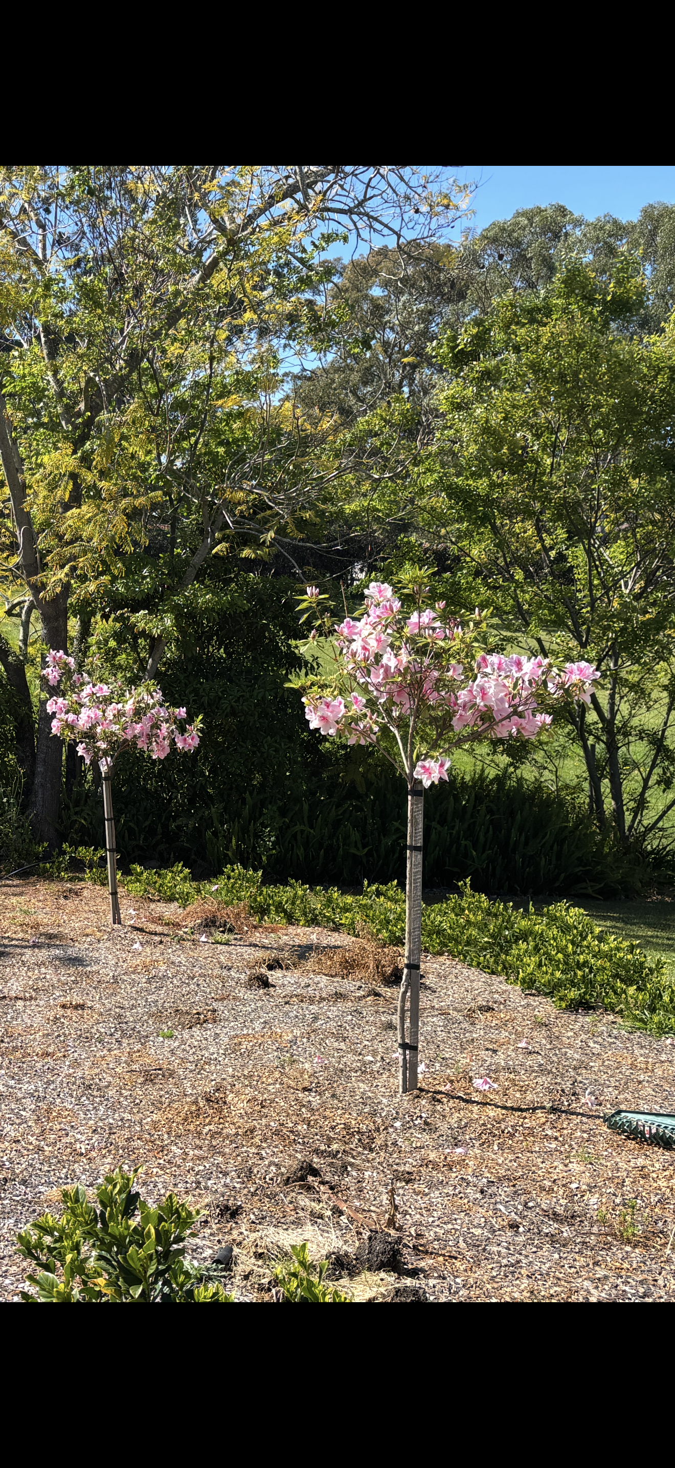 Azalea ‘Alphonse Anderson’