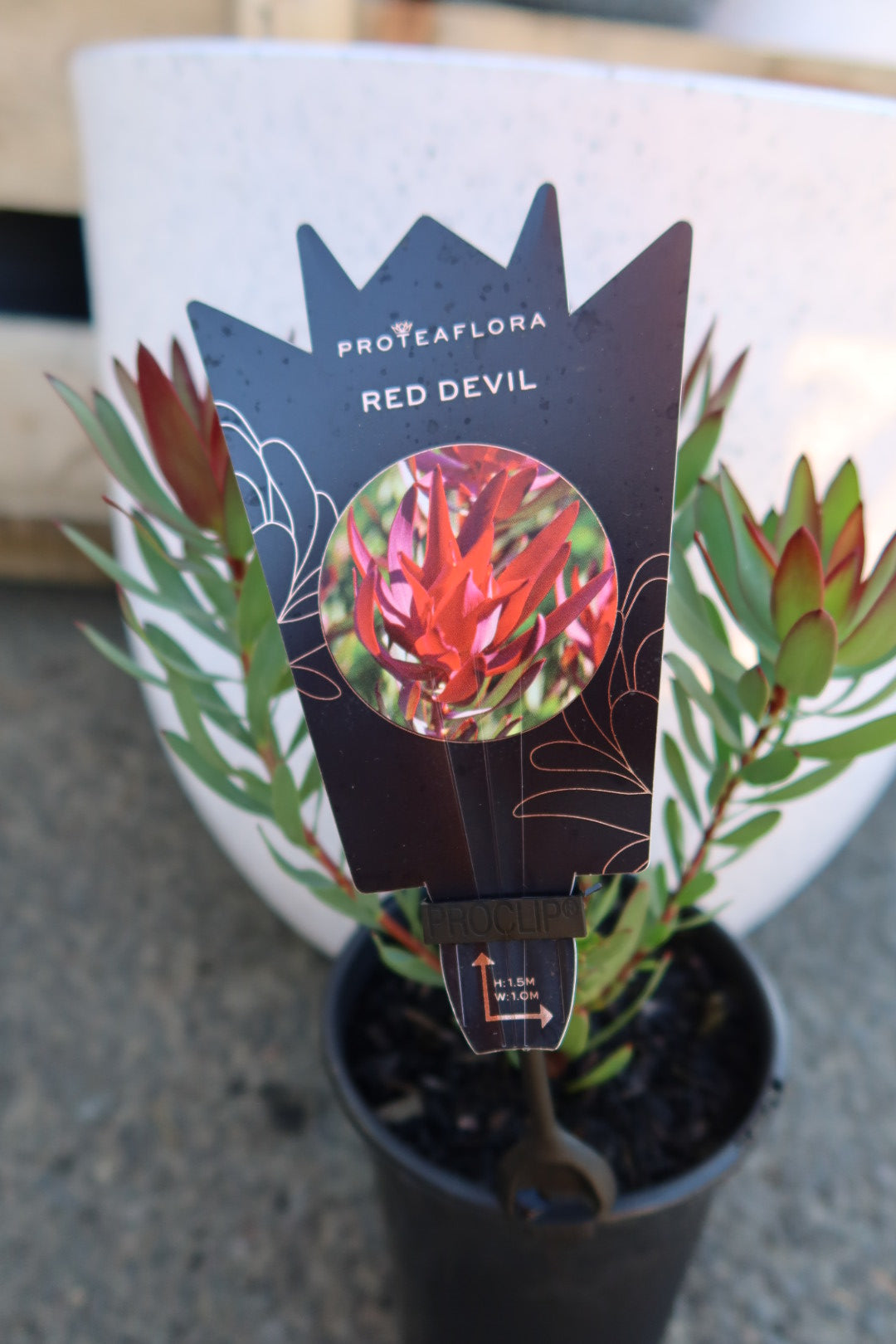 Protea ‘Red Devil’